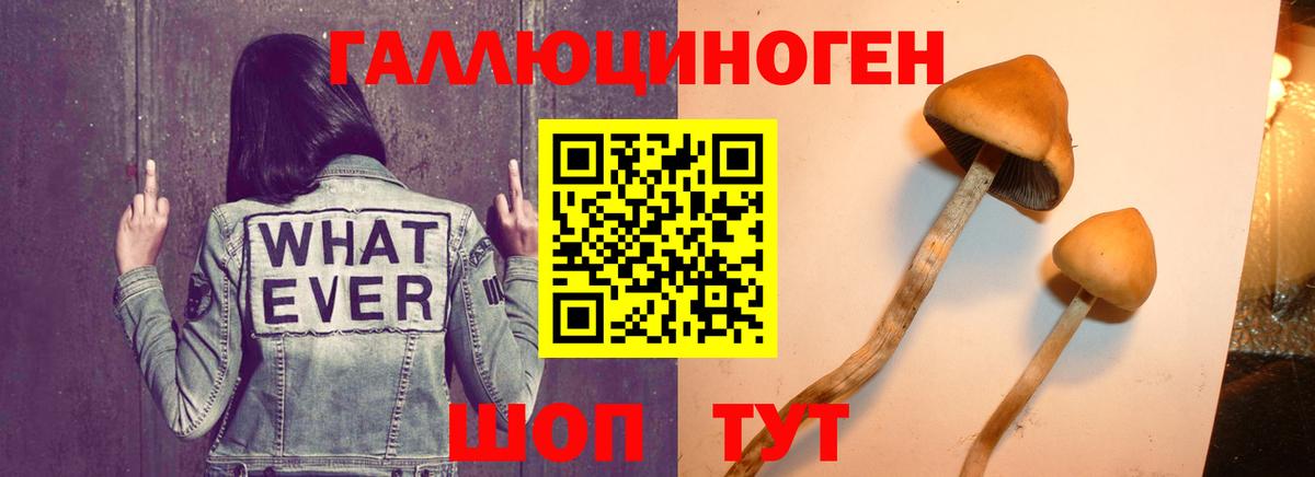 Нерюнгри  где найти   Вход с VPN  Галлюциногенные грибы Psilocybe 